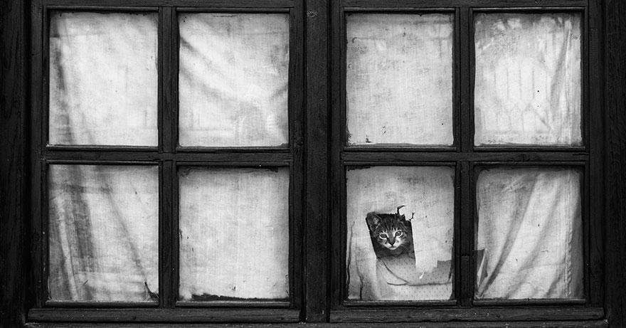 The Mysterious Lives Of Cats Captured In Black And White Photography