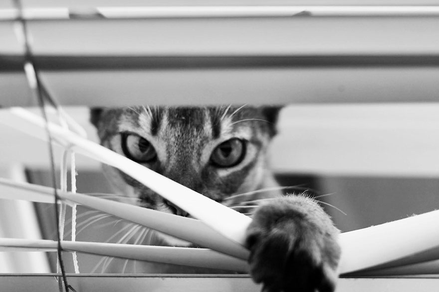 The Mysterious Lives Of Cats Captured In Black And White Photography