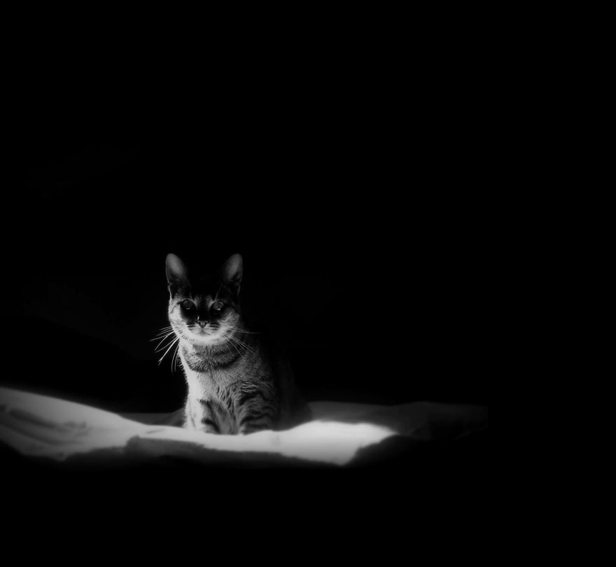 The Mysterious Lives Of Cats Captured In Black And White Photography