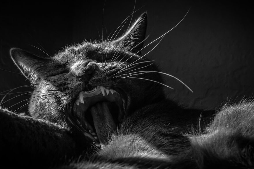 The Mysterious Lives Of Cats Captured In Black And White Photography