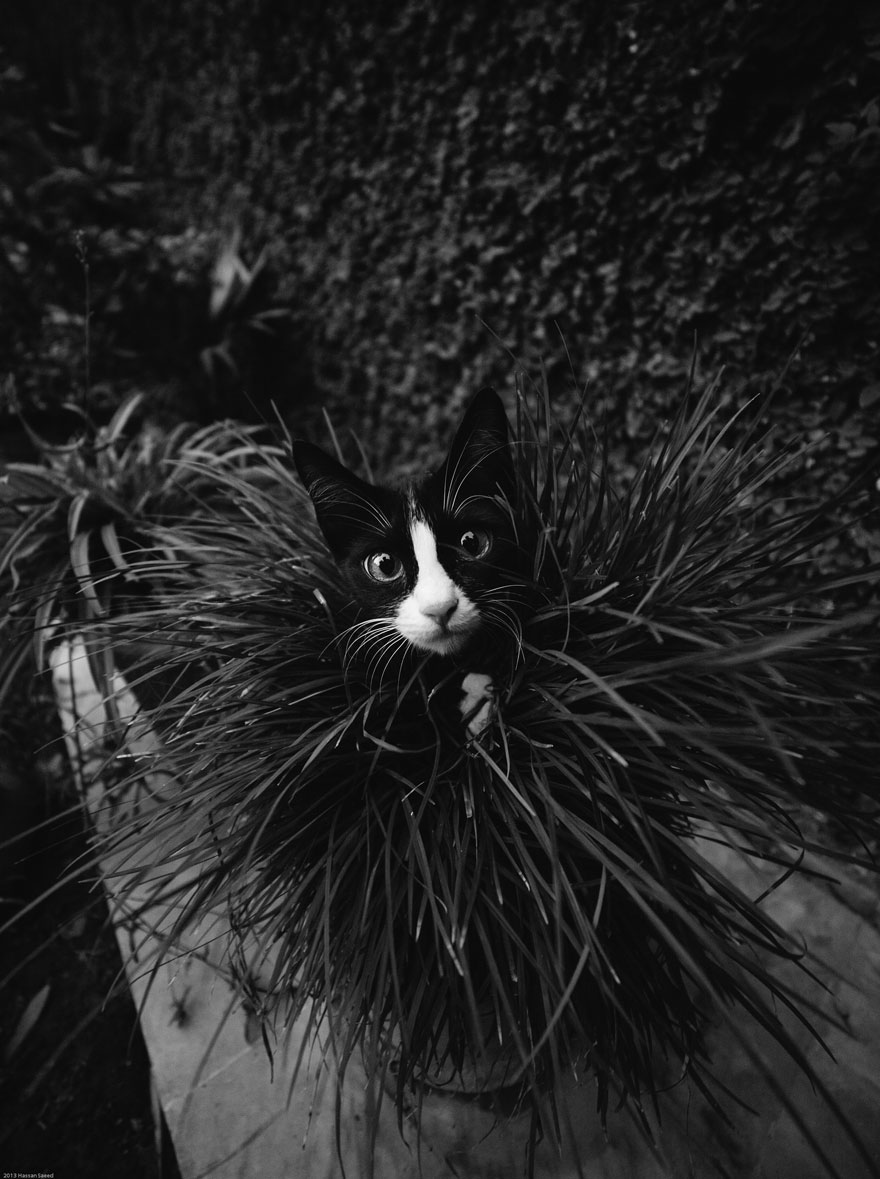 The Mysterious Lives Of Cats Captured In Black And White Photography