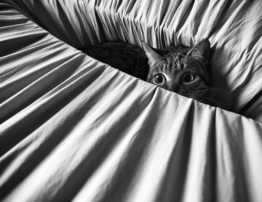 The Mysterious Lives Of Cats Captured In Black And White Photography