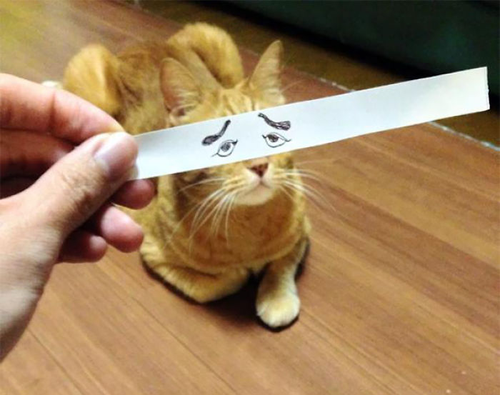 Cat Owners In Japan Are Giving Their Cats Funny Anime Eyes