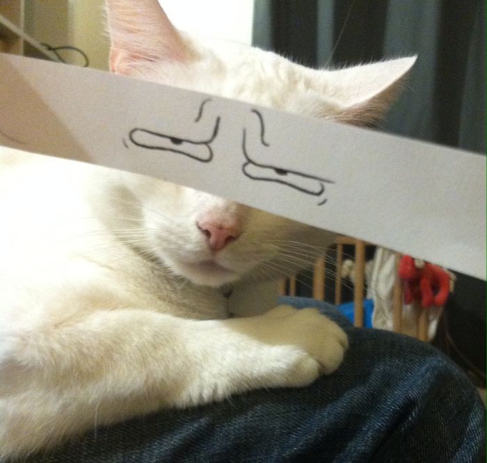 Cat Owners In Japan Are Giving Their Cats Funny Anime Eyes