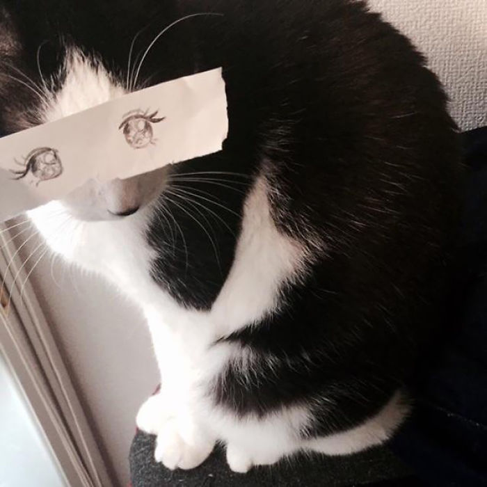 Cat Owners In Japan Are Giving Their Cats Funny Anime Eyes
