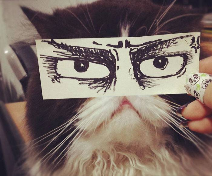 Cat Owners In Japan Are Giving Their Cats Funny Anime Eyes