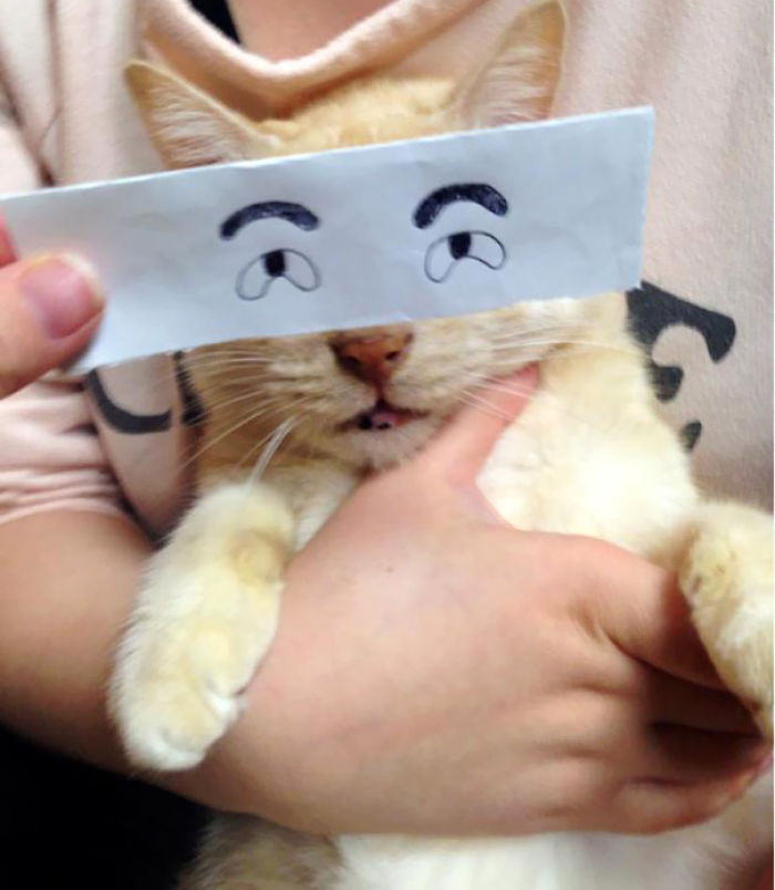 Cat Owners In Japan Are Giving Their Cats Funny Anime Eyes