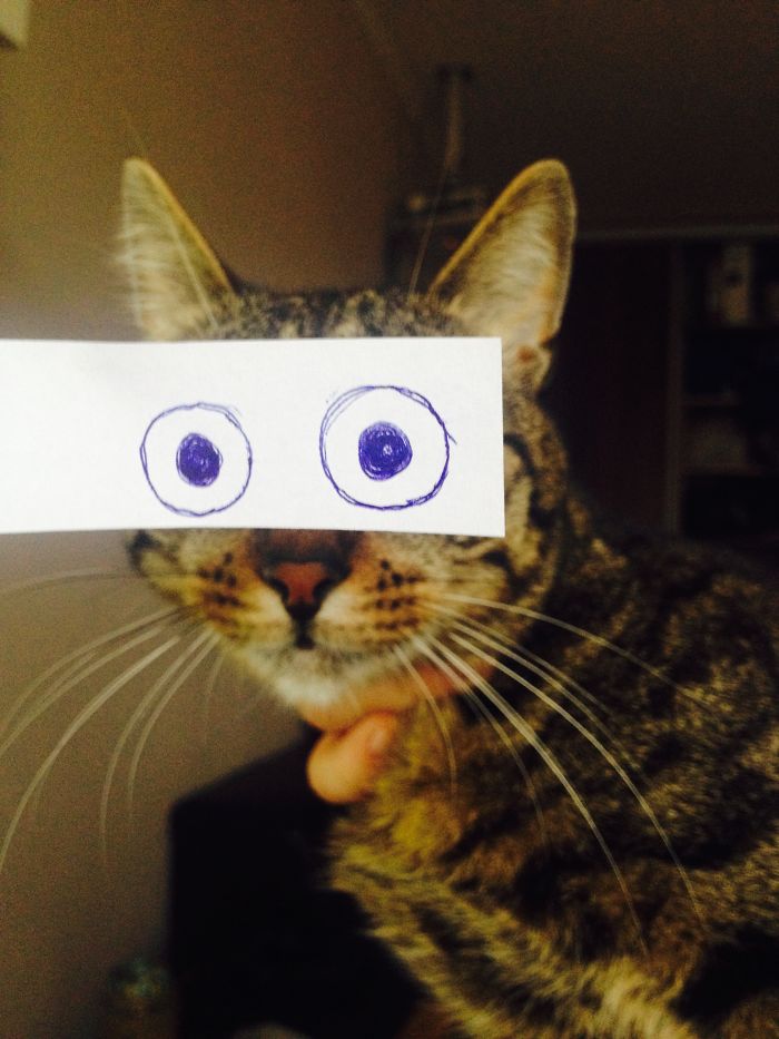 Cat Owners In Japan Are Giving Their Cats Funny Anime Eyes