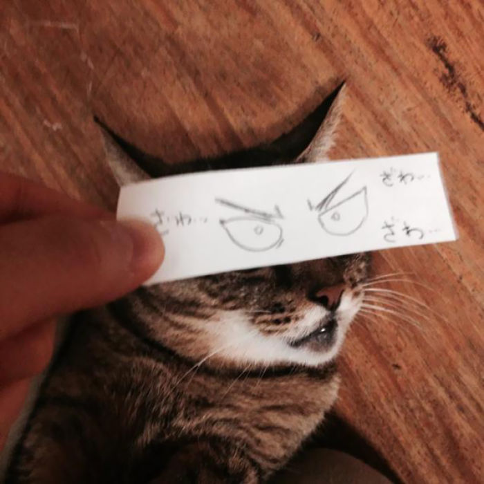 Cat Owners In Japan Are Giving Their Cats Funny Anime Eyes