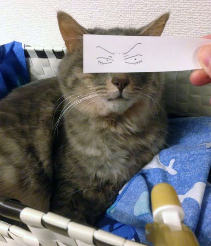 Cat Owners In Japan Are Giving Their Cats Funny Anime Eyes