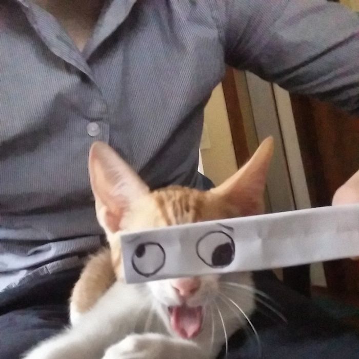 Cat Owners In Japan Are Giving Their Cats Funny Anime Eyes