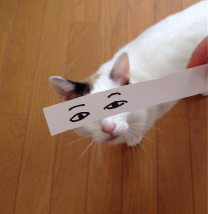 Cat Owners In Japan Are Giving Their Cats Funny Anime Eyes