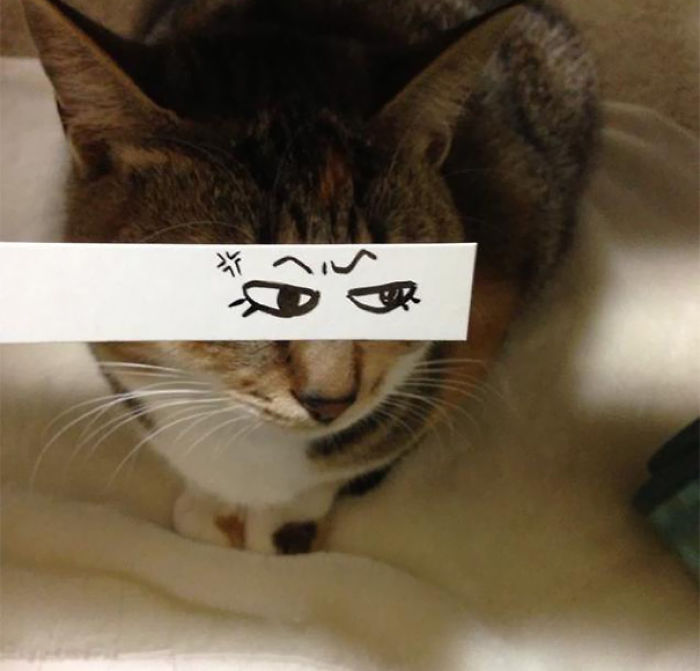 Cat Owners In Japan Are Giving Their Cats Funny Anime Eyes