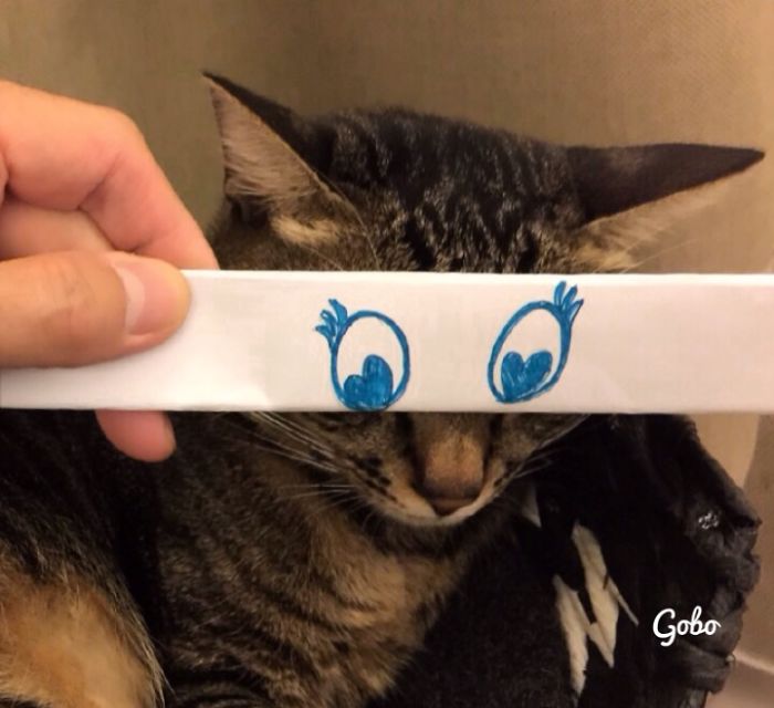 Cat Owners In Japan Are Giving Their Cats Funny Anime Eyes