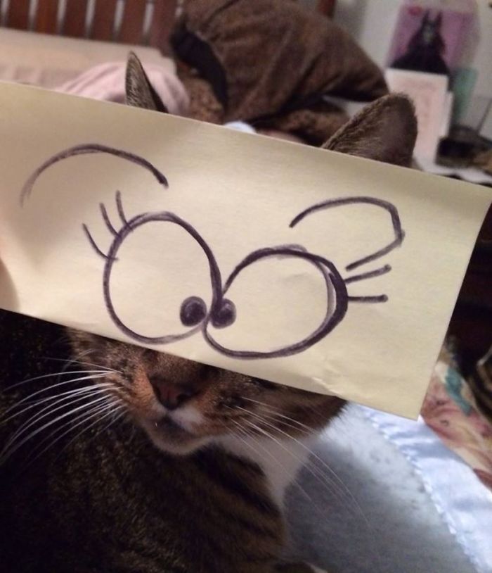 Cat Owners In Japan Are Giving Their Cats Funny Anime Eyes