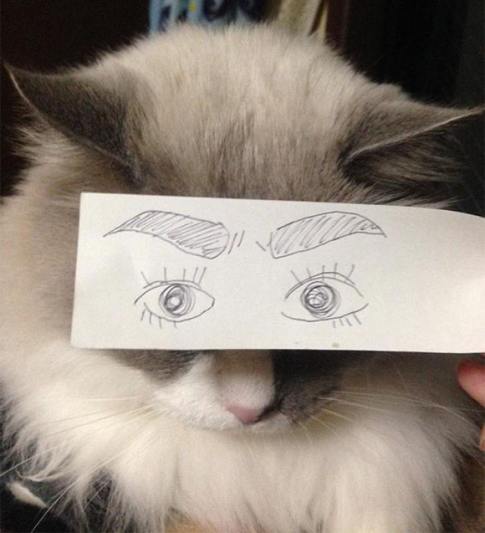 Cat Owners In Japan Are Giving Their Cats Funny Anime Eyes