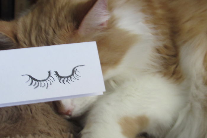 Cat Owners In Japan Are Giving Their Cats Funny Anime Eyes