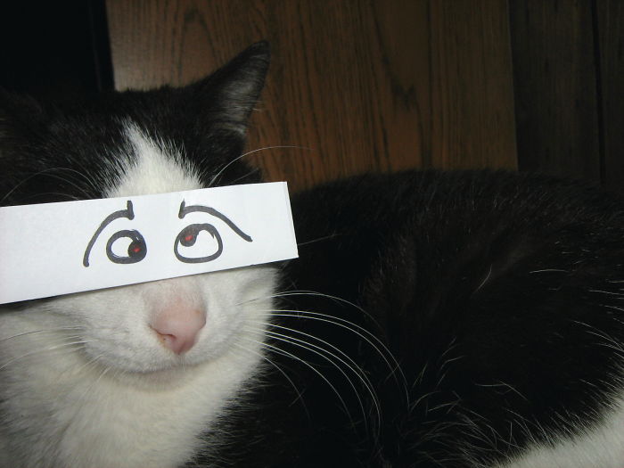 Cat Owners In Japan Are Giving Their Cats Funny Anime Eyes