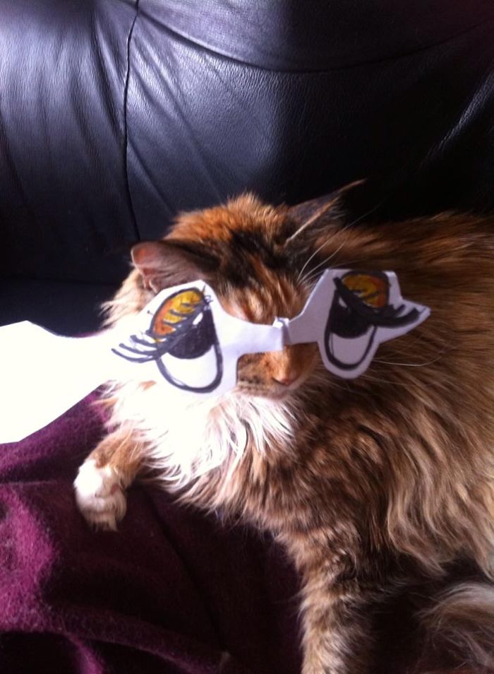 Cat Owners In Japan Are Giving Their Cats Funny Anime Eyes