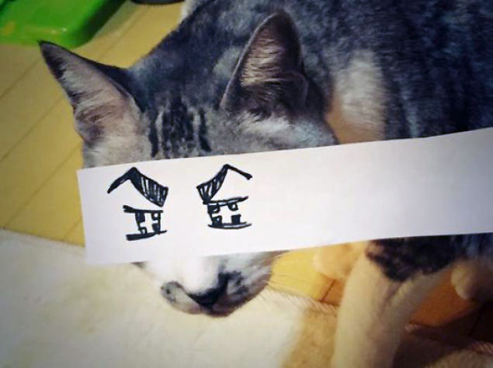 Cat Owners In Japan Are Giving Their Cats Funny Anime Eyes