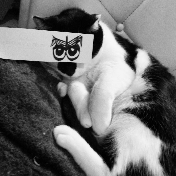 Cat Owners In Japan Are Giving Their Cats Funny Anime Eyes