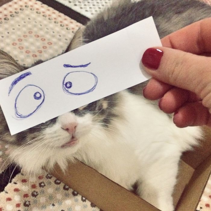 Cat Owners In Japan Are Giving Their Cats Funny Anime Eyes