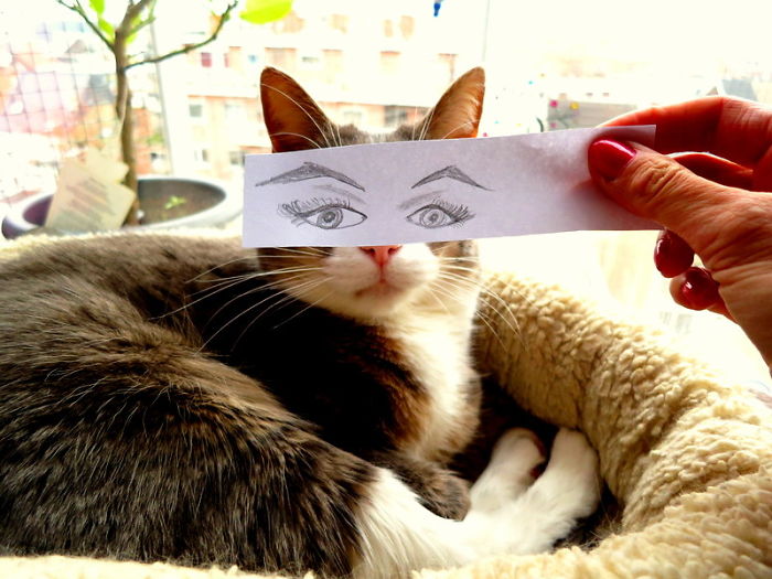 Cat Owners In Japan Are Giving Their Cats Funny Anime Eyes