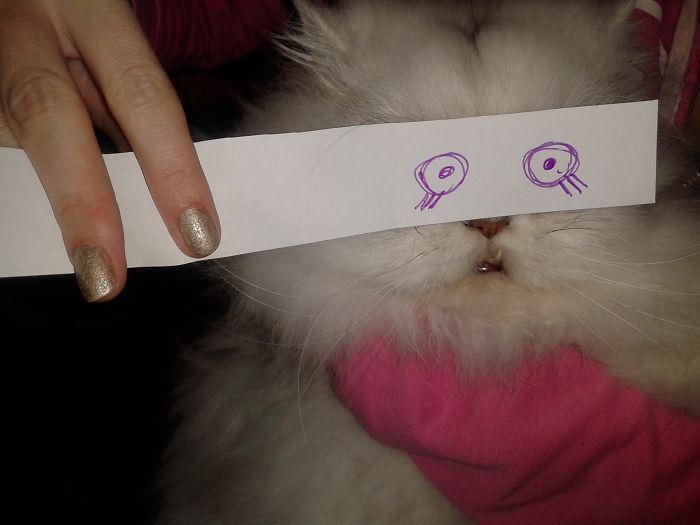 Cat Owners In Japan Are Giving Their Cats Funny Anime Eyes