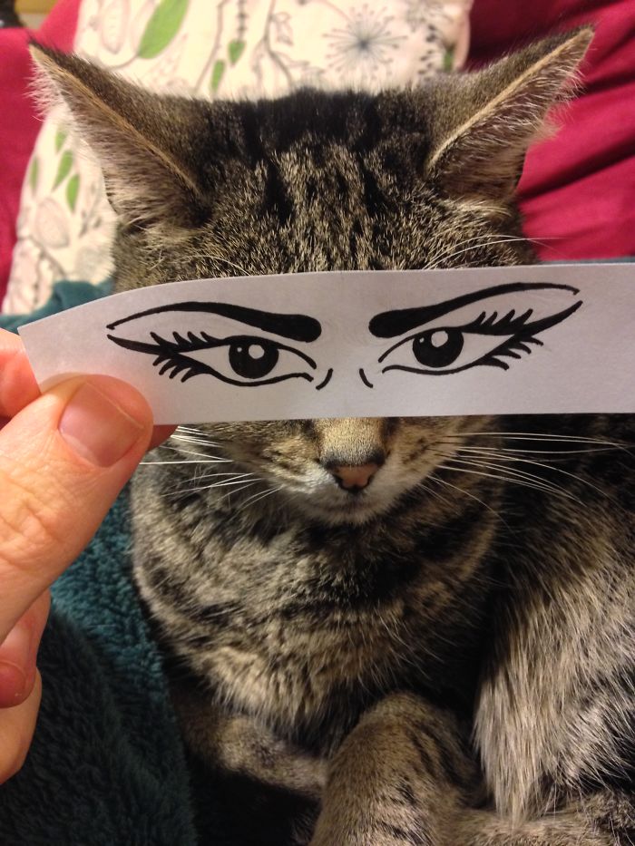 Cat Owners In Japan Are Giving Their Cats Funny Anime Eyes