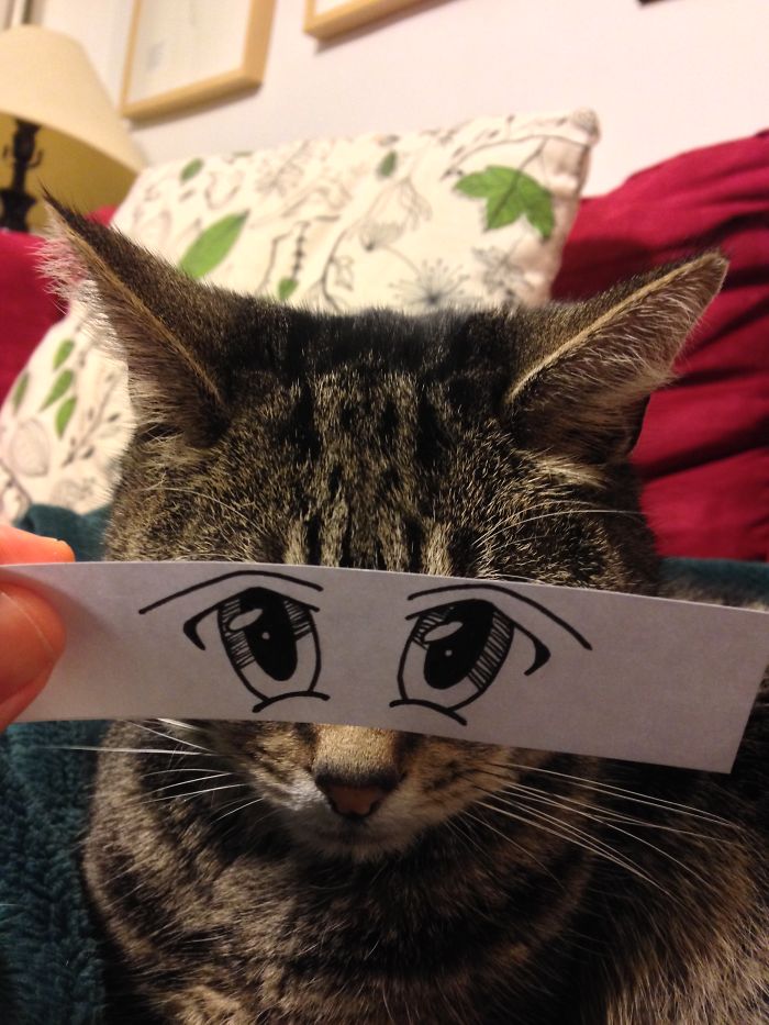 Cat Owners In Japan Are Giving Their Cats Funny Anime Eyes