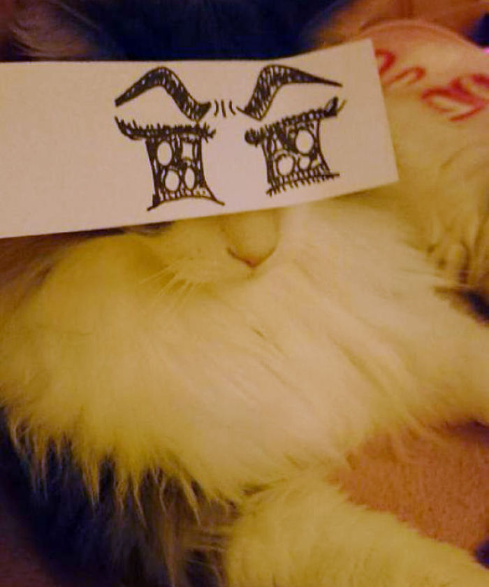 Cat Owners In Japan Are Giving Their Cats Funny Anime Eyes