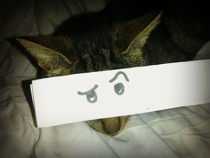 Cat Owners In Japan Are Giving Their Cats Funny Anime Eyes