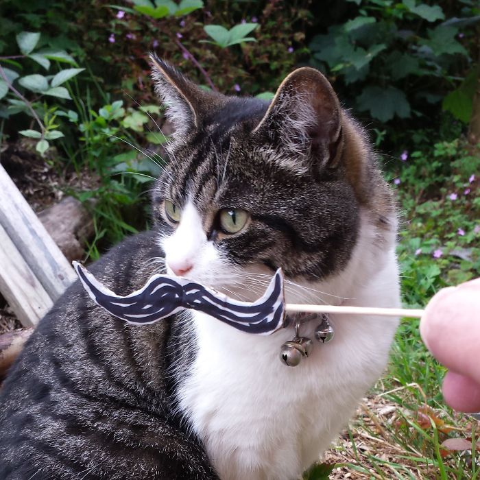 Cat Owners In Japan Are Giving Their Cats Funny Anime Eyes