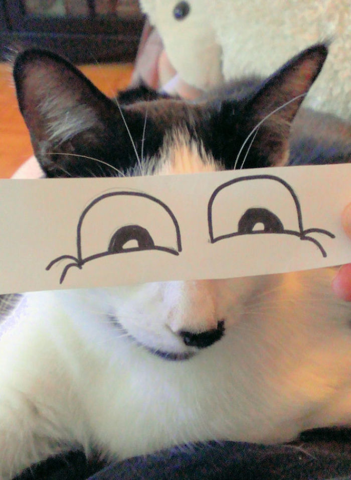 Cat Owners In Japan Are Giving Their Cats Funny Anime Eyes