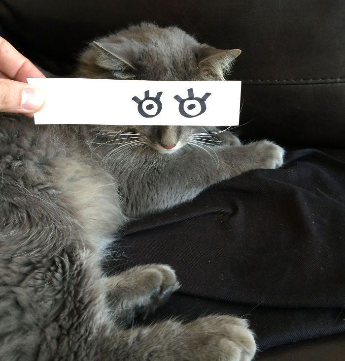 Cat Owners In Japan Are Giving Their Cats Funny Anime Eyes