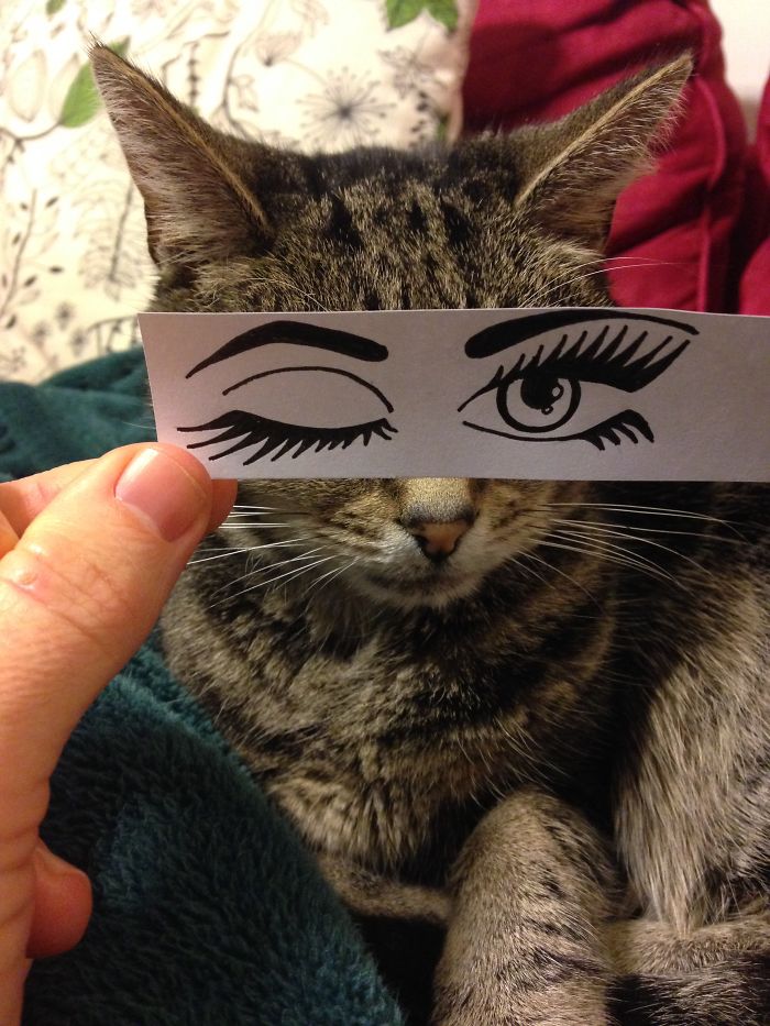 Cat Owners In Japan Are Giving Their Cats Funny Anime Eyes