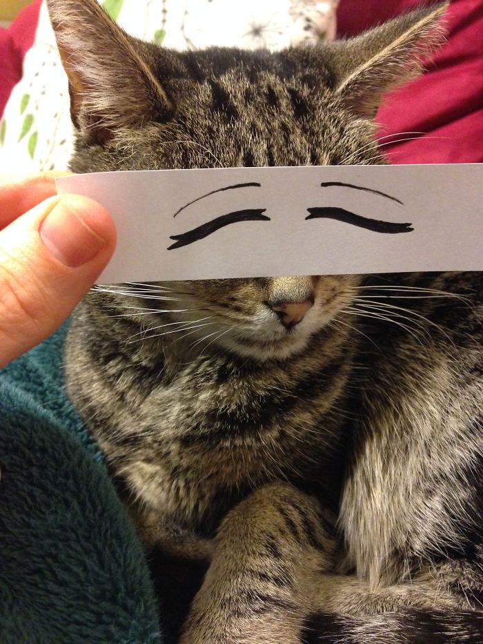 Cat Owners In Japan Are Giving Their Cats Funny Anime Eyes