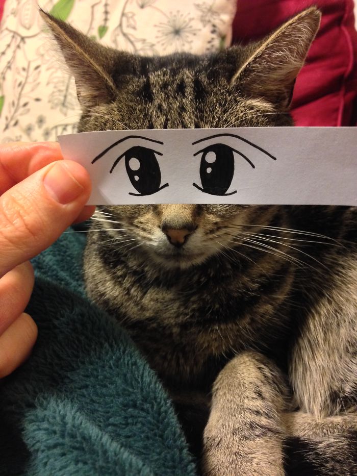 Cat Owners In Japan Are Giving Their Cats Funny Anime Eyes