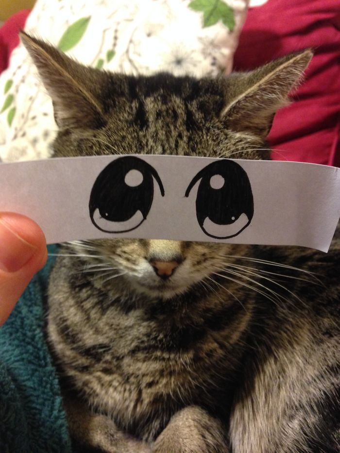 Cat Owners In Japan Are Giving Their Cats Funny Anime Eyes