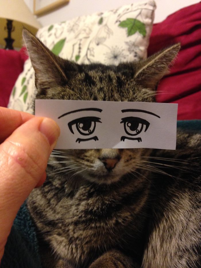 Cat Owners In Japan Are Giving Their Cats Funny Anime Eyes
