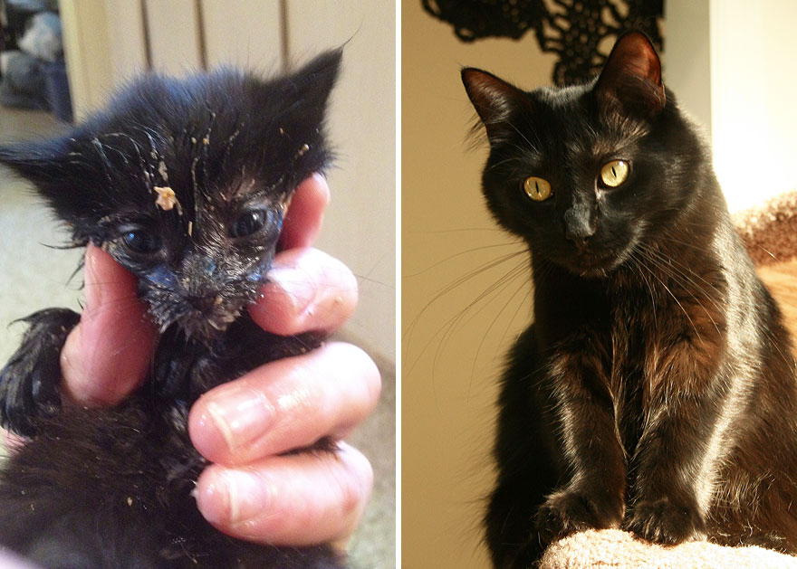 Meet Cole And Marmalade: Two Rescued Kitties That Became The Best Of Friends Meet Cole And Marmalade: Two Rescued Kitties That Became The Best Of Friends