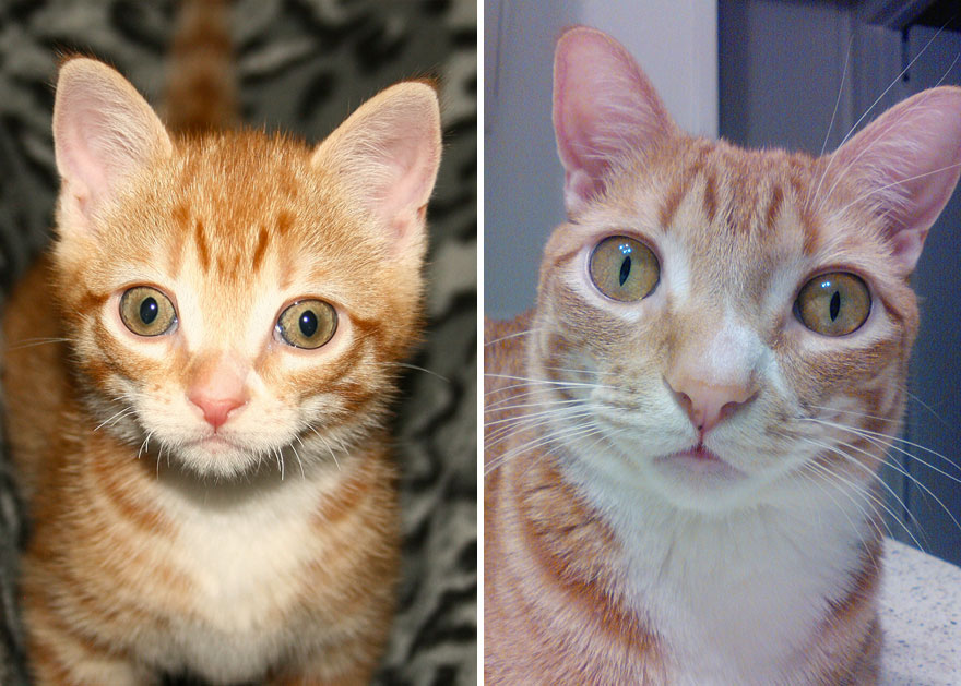 Meet Cole And Marmalade: Two Rescued Kitties That Became The Best Of Friends Meet Cole And Marmalade: Two Rescued Kitties That Became The Best Of Friends