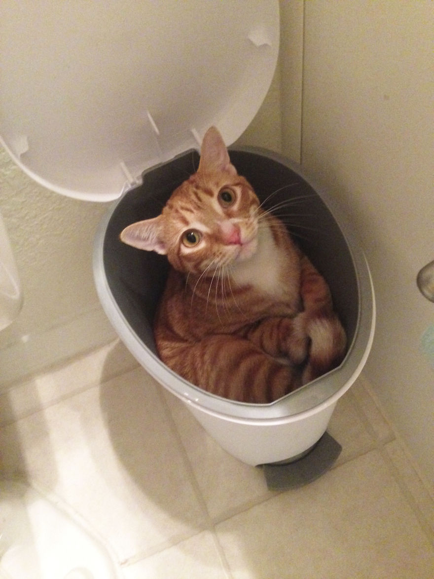 Meet Cole And Marmalade: Two Rescued Kitties That Became The Best Of Friends Meet Cole And Marmalade: Two Rescued Kitties That Became The Best Of Friends