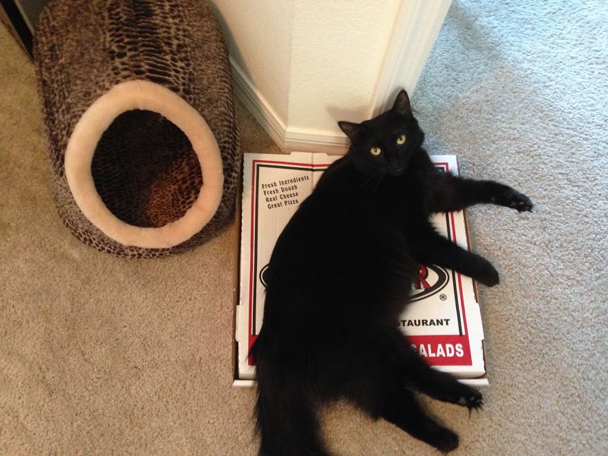 Meet Cole And Marmalade: Two Rescued Kitties That Became The Best Of Friends Meet Cole And Marmalade: Two Rescued Kitties That Became The Best Of Friends