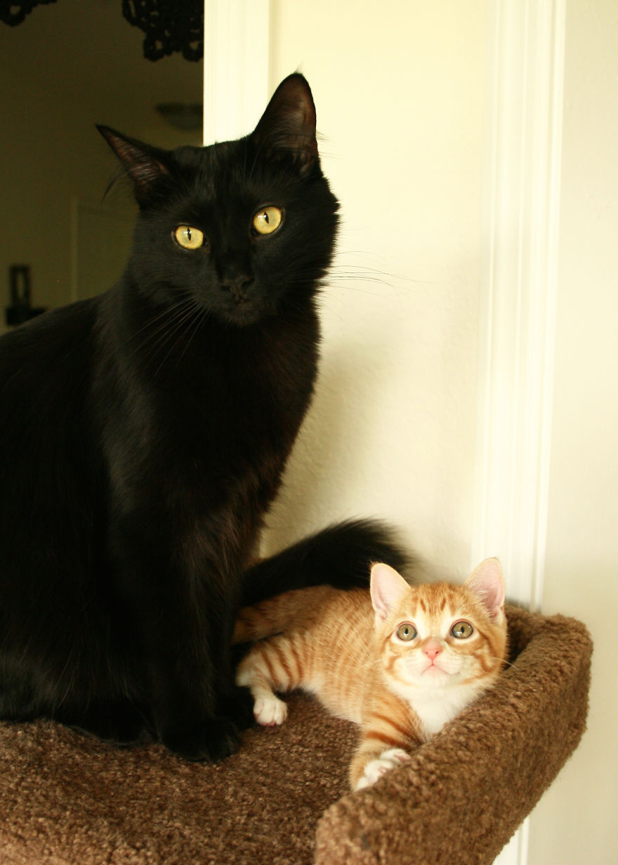 Meet Cole And Marmalade: Two Rescued Kitties That Became The Best Of Friends Meet Cole And Marmalade: Two Rescued Kitties That Became The Best Of Friends