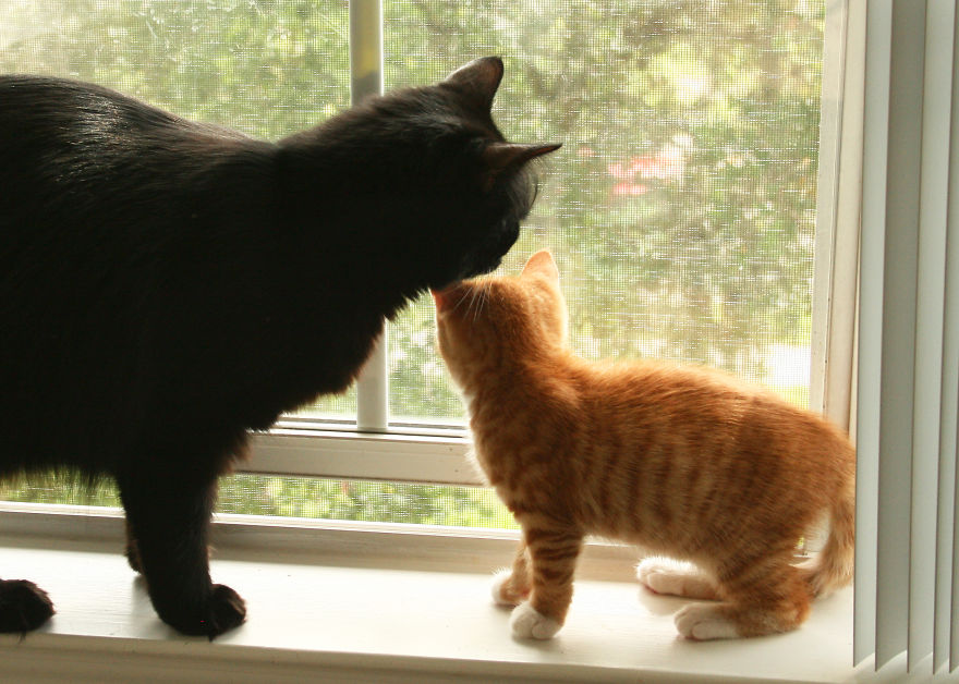 Meet Cole And Marmalade: Two Rescued Kitties That Became The Best Of Friends Meet Cole And Marmalade: Two Rescued Kitties That Became The Best Of Friends