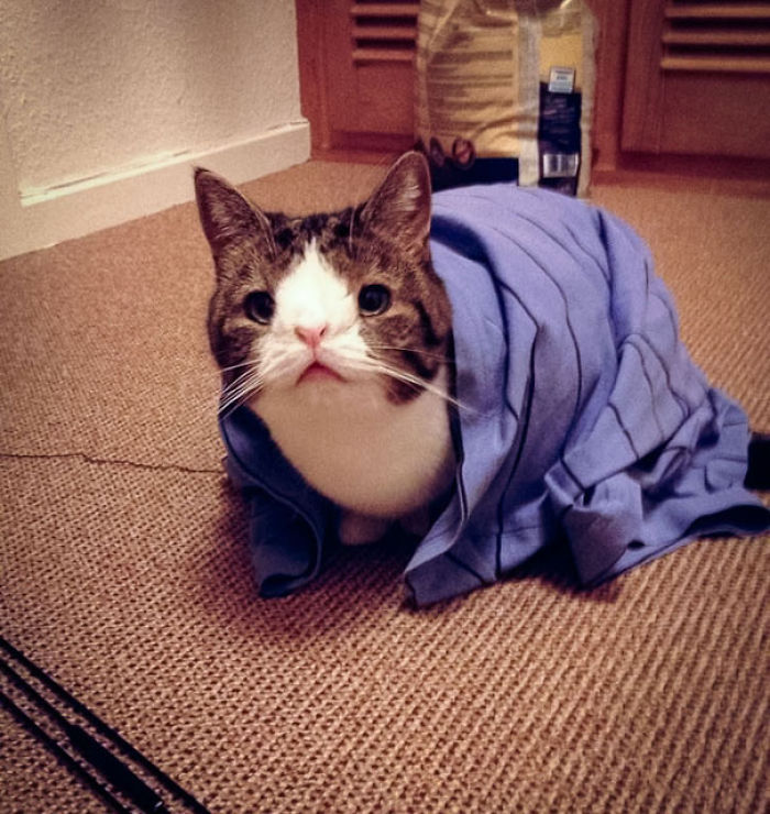 114 Of The Most Famous Cats On The Internet
