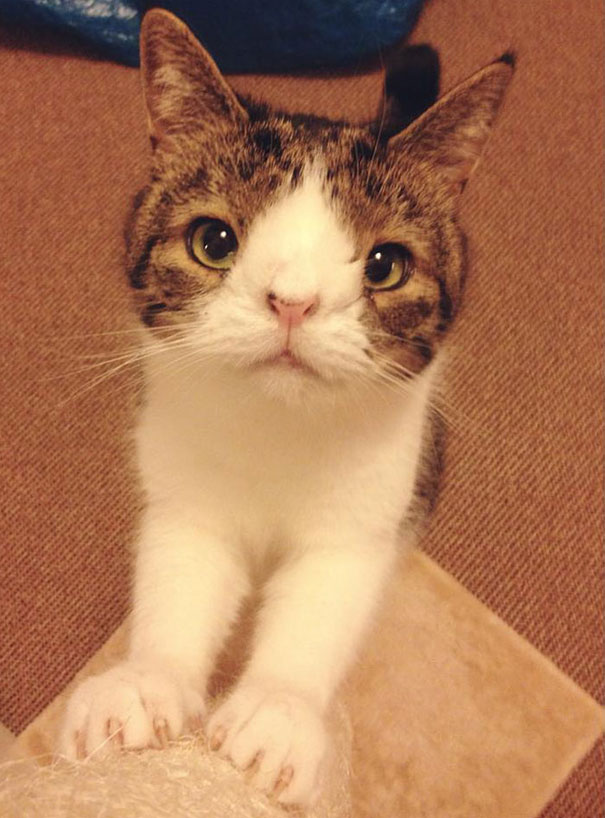 114 Of The Most Famous Cats On The Internet