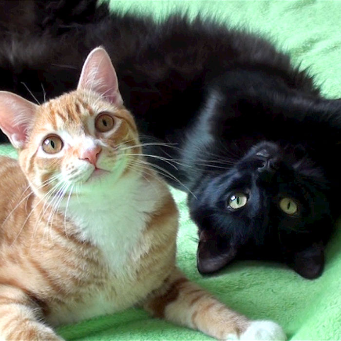 114 Of The Most Famous Cats On The Internet