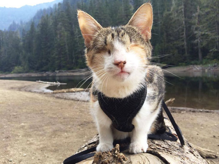 114 Of The Most Famous Cats On The Internet